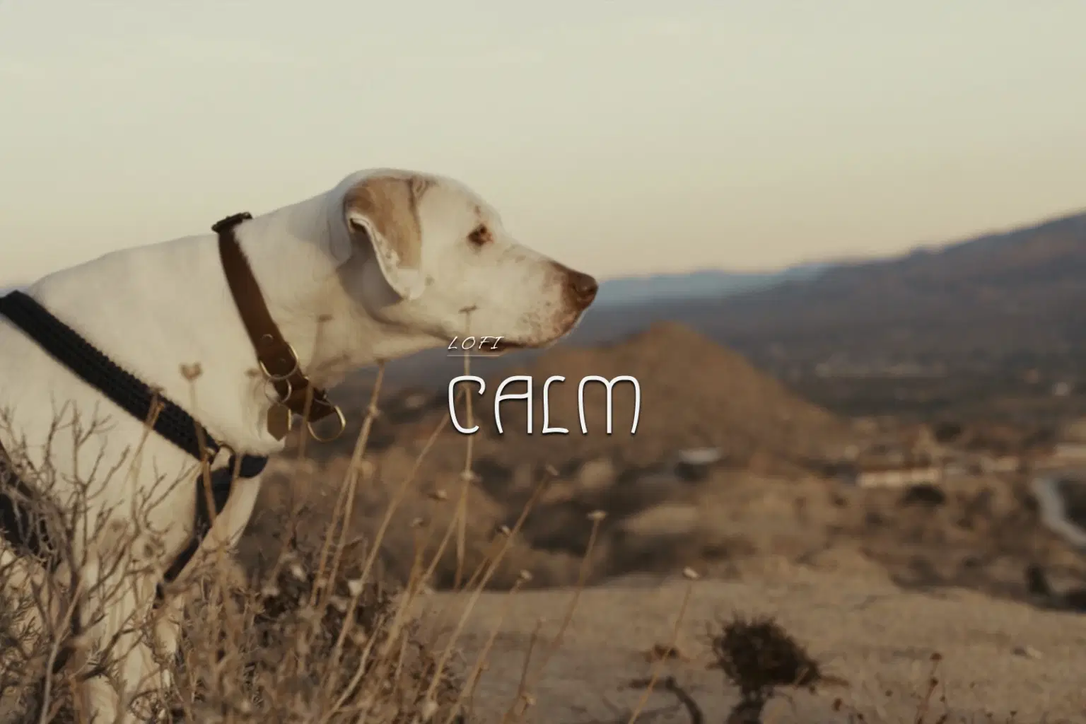 LF050 LoFi Calm_cover.png