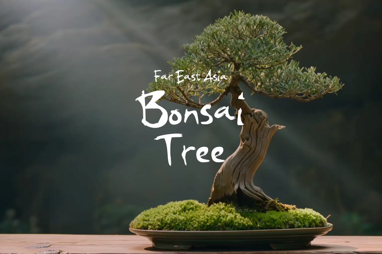 HN104 Bonsai Tree_cover.png