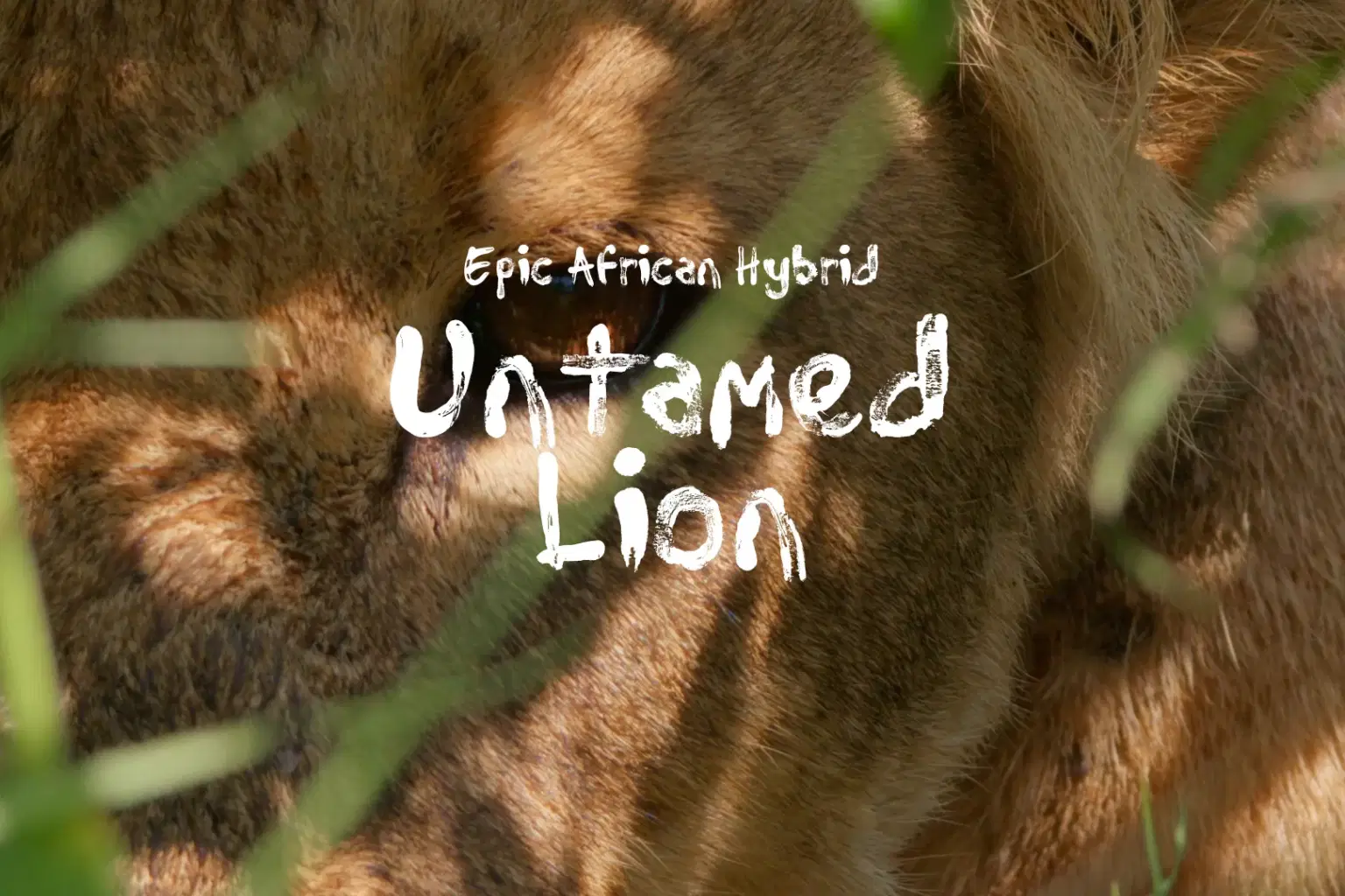 AF002 Untamed Lion_cover.png