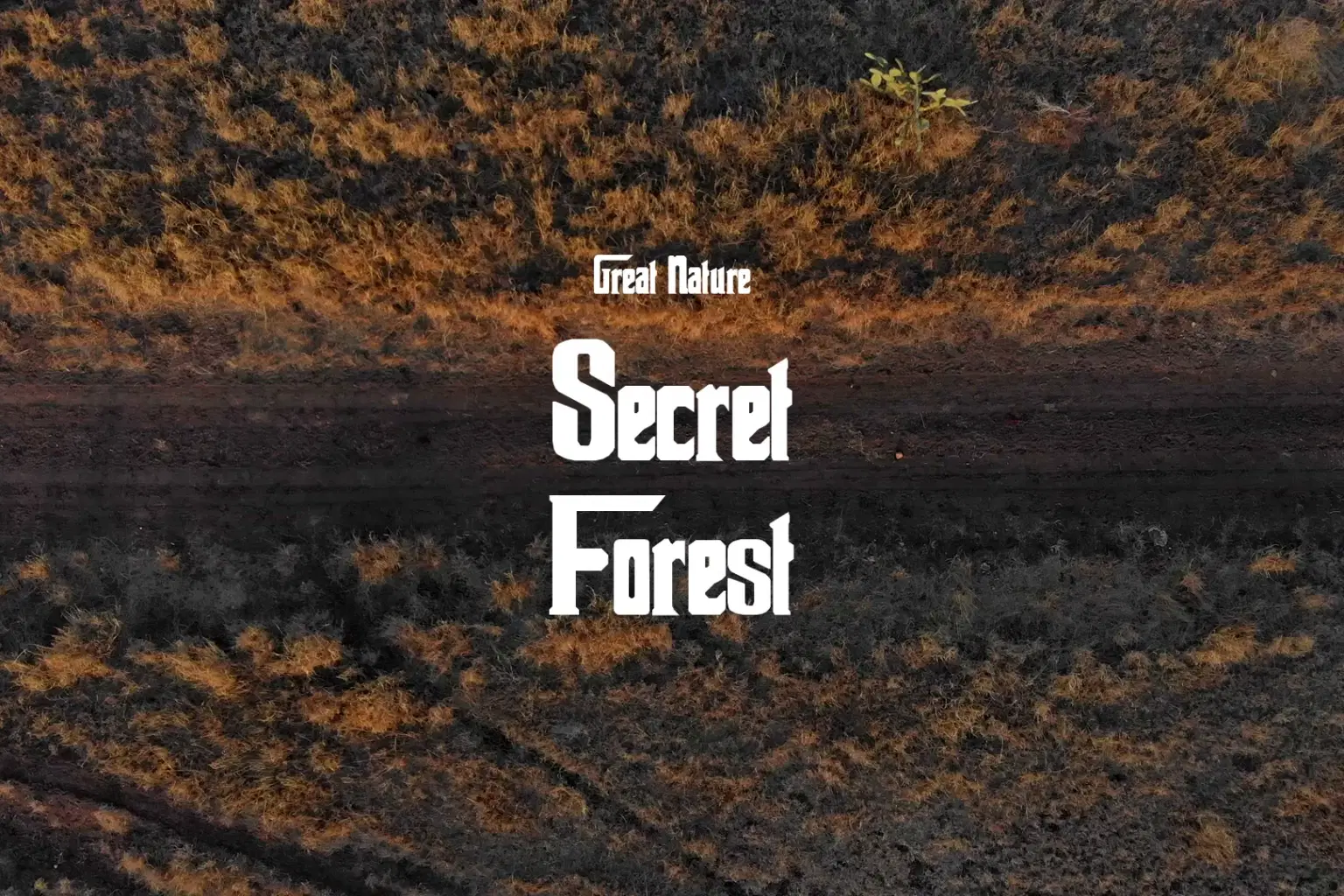 DB020 Secret Forest_cover.png